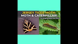 Jersey Tiger Moth (Euplagia quadripunctaria) – Friend, Not Foe! | European Garden Fix #shorts.