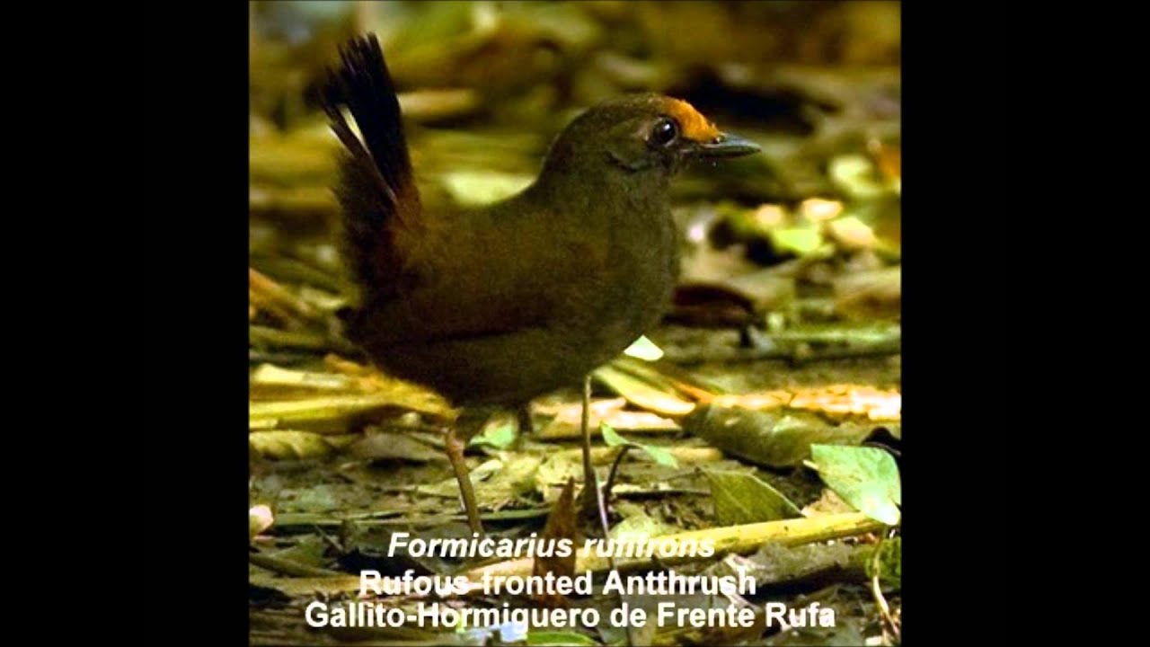 Rufous-fronted Antthrush 