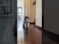 ごはんが楽しみすぎてロケットスタートをきめる猫 #早送りじゃないよ #cats
