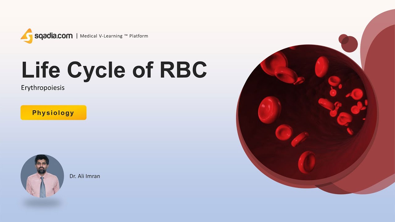 Live Human Rbc Erythropoiesis | Life Cycle of RBC | Human Physiology Video | Medical ...