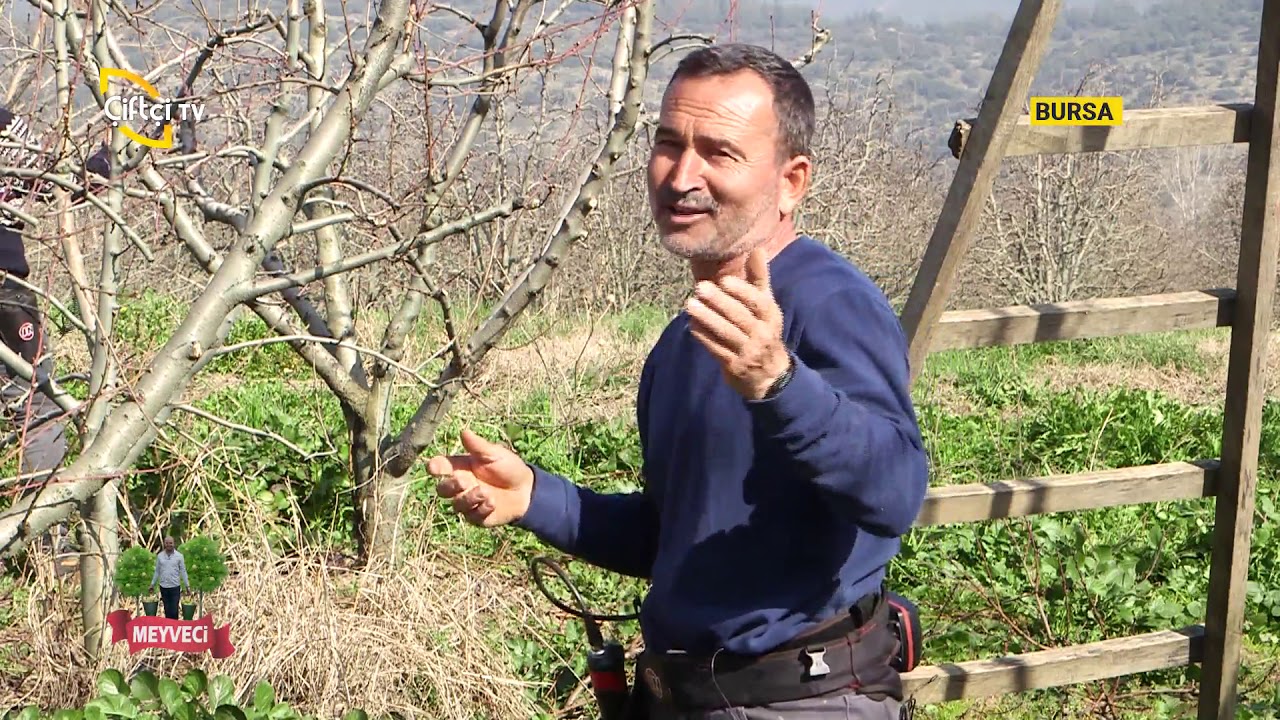 Şeftali Budaması ve Dikkat Edilmesi Gerekenler - MEYVECİ / Çiftçi TV