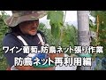 ワイン葡萄 防鳥ネット張り作業（防鳥ネット再利用編） 長野県 季来里ふぁーむ・すずき