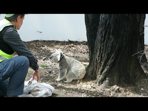 Koalas saved from mega-fire released into wild | AFP