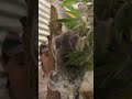 Bindi’s Dream Sanctuary Comes Alive | Crikey! It’s The Irwins | Animal Planet