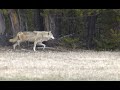 Beautiful Wolves ,Grizzly Bears, Bison, &amp; Coyote at Lower Geyser Basin Yellowstone 05/08 to 05/09