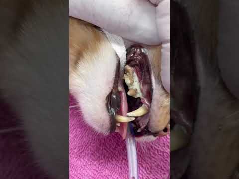 فيديو: تفريش أسنان القط