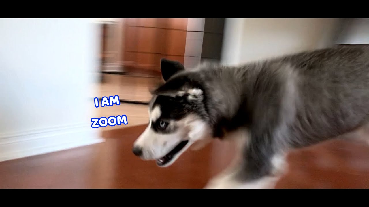 Excited Husky PUPPY Gets the ZOOMIES! YouTube