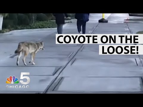 Coyote Roaming Downtown Chicago | NBC Chicago
