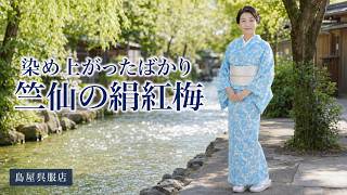 Chikusen Silk Plum Blossom] A newly dyed masterpiece | Silk plum