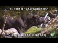 Toro saltamuros de Cayetano Muñoz se escapa del corredero | Toros desde Andalucía