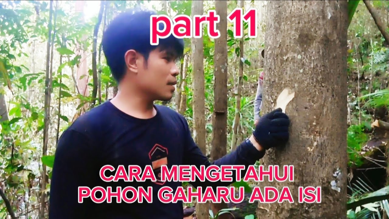 Part 11, 16 orang pencari kayu gharu.banyak anggota dapat kayu gharu #kayugaharu #horror #survival