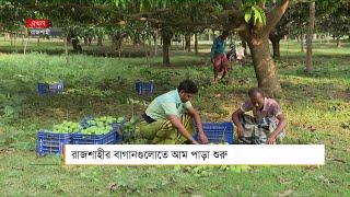 রাজশাহীর বাগানগুলোতে শুরু হয়েছে আম নামানো | Rajshahi Mango | Agriculture | Ekhon TV