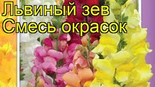 Львиный зев Смесь окрасок. Краткий обзор, описание характеристик antirrhinum majus Smes' okrasok