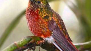 "EL COLIBRI". GRUPO PUTUMAYO. chords