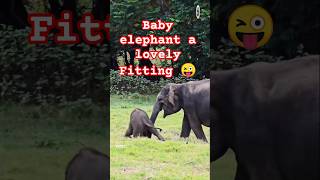 Elephant baby lovely fitting 🐘🥰 Discover the Wild Animals  #trendingshorts #viralshort #wildanimals