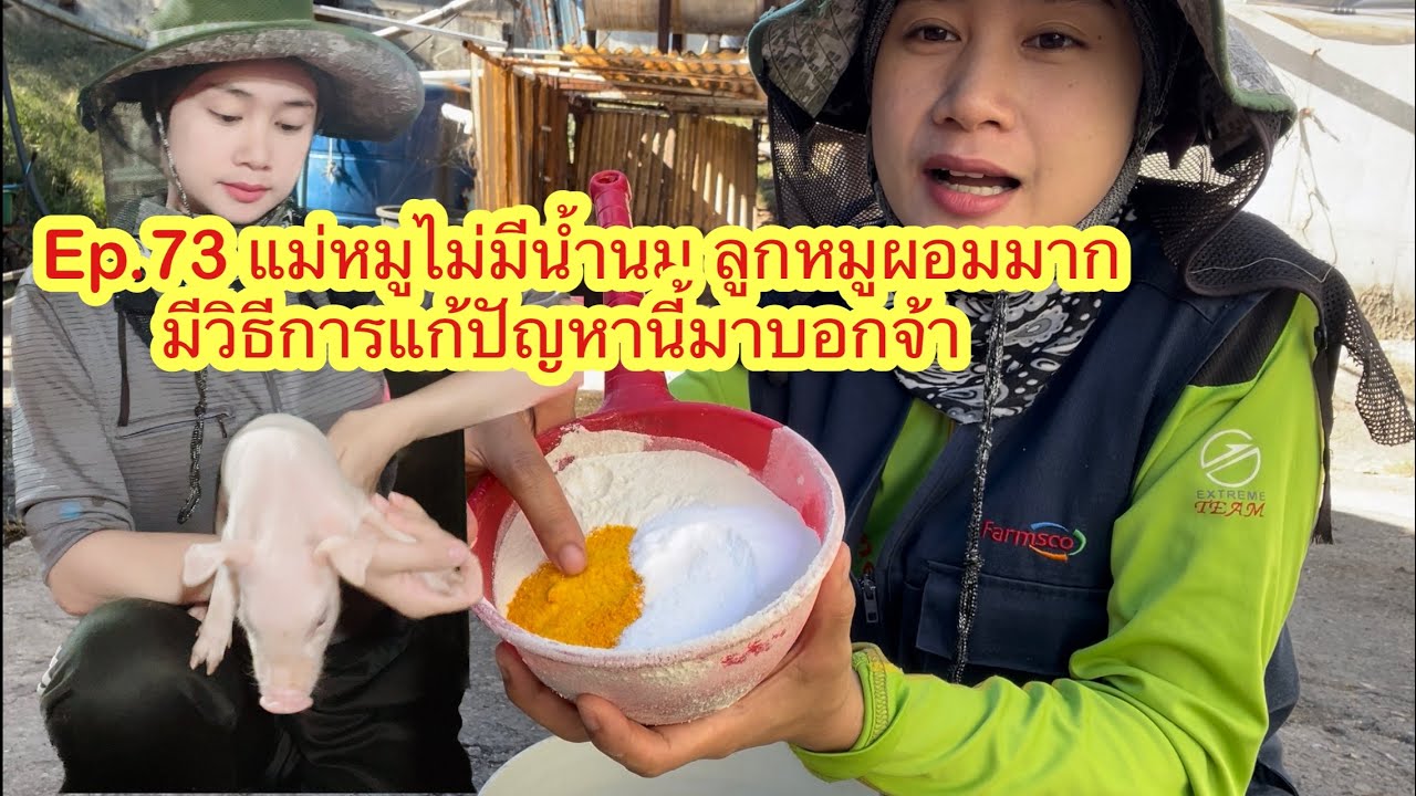 Ep.73  แม่หมูไม่มีน้ำนม ลูกหมูผอมมาก มาดูวิธีแก้ปัญหานี้กันจ้า