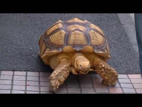 Video: Bagaimana Cara Kura-kura Bergerak?