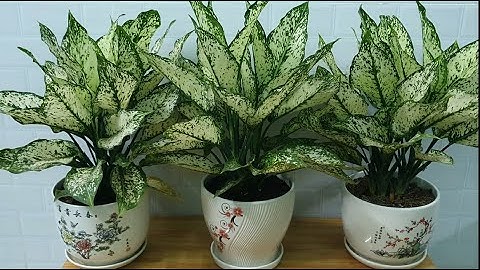 Cách trồng và chăm sóc cây Ngọc ngân   Aglaonema Osaka Care and Growing Tips