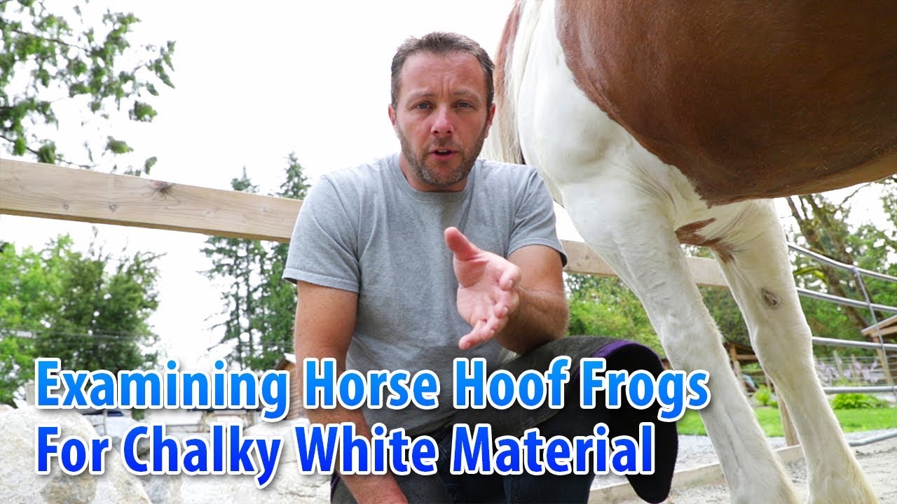 Examining Horse Hoof Frogs For Chalky White Material 