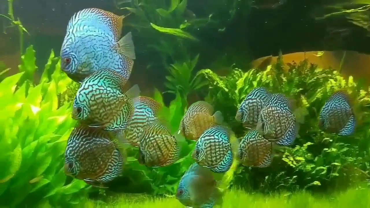 Картинки Успокаивающие Нервную Систему Фото – Telegraph