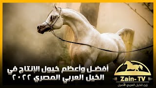 أفضل وأعظم خيول الإنتاج في الخيل العربي المصري عام 2022 | Best Straight Egyptian Sires 2022