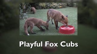 Playful Fox Cubs