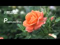 Pruning And Training Your Climbing Rose