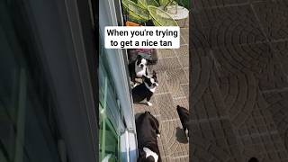 Sunbathing With My 7 Boston Terrier Dogs #bostonterrier #dog #viral #puppy #shorts #dogs