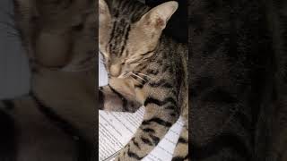 viral cat ❤️😺#viralvideo#cat#cats #viralcats#trendingshorts#trending #yt#ytshorts#search#shortfeed