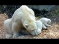 Eisbären Babies - Tierpark Hellabrunn