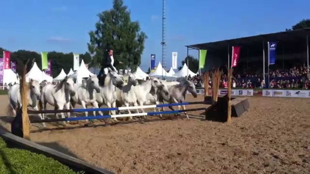 Lorenzo the Flying Frenchman Horse Event 2014 YouTube