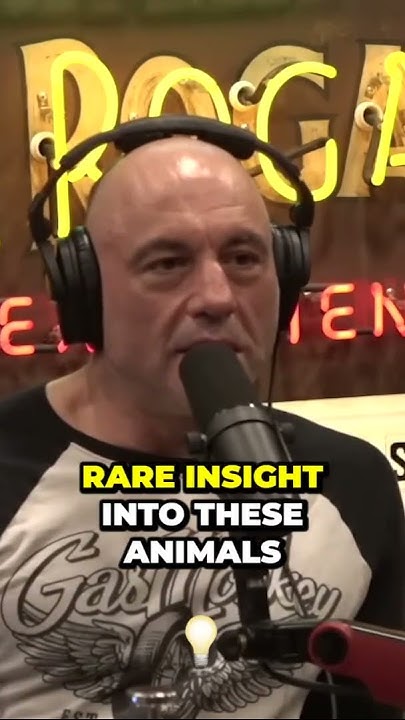 Watch Joe Rogan Talking Monkeys In Space Joe Rogan talking about monkeys - YouTube