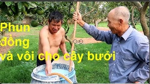 Phun đồng và nước vôi phòng bệnh cho cây bưởi