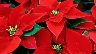 طريقه اكثار نبات البونسيته بنت القنصل البونسيتيا نجمه عيد الميلاد how to grow a poinsettia plant at