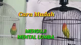 Cara mengukur atau tes mental lovebird fighter tipe lomba atau bukan