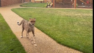 The cheetah is afraid of thunder! Gerda got caught in a downpour