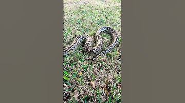 Het hanteren van een Birmese python in de buitenlucht #reptielen #birmaansepythons