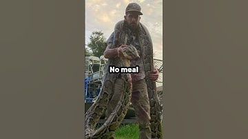 Python cowboy on being bit by a 17ft python in the Everglades #shorts #joerogan #python #everglades