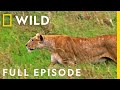 Eat Prey Kill Full Episode Animal Fight Night