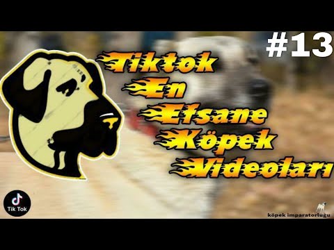 Tik Tok En Efsane Köpek Videoları#13#