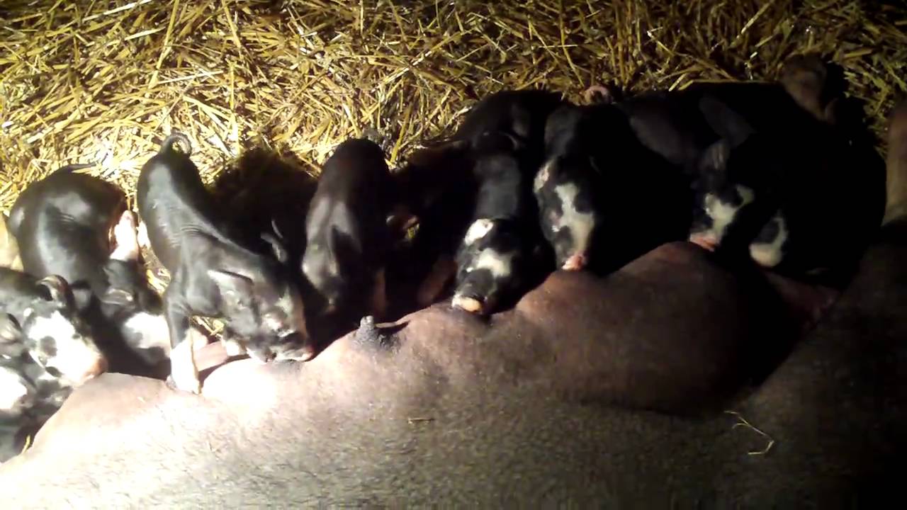 newborn baby Berkshire piglets eating YouTube