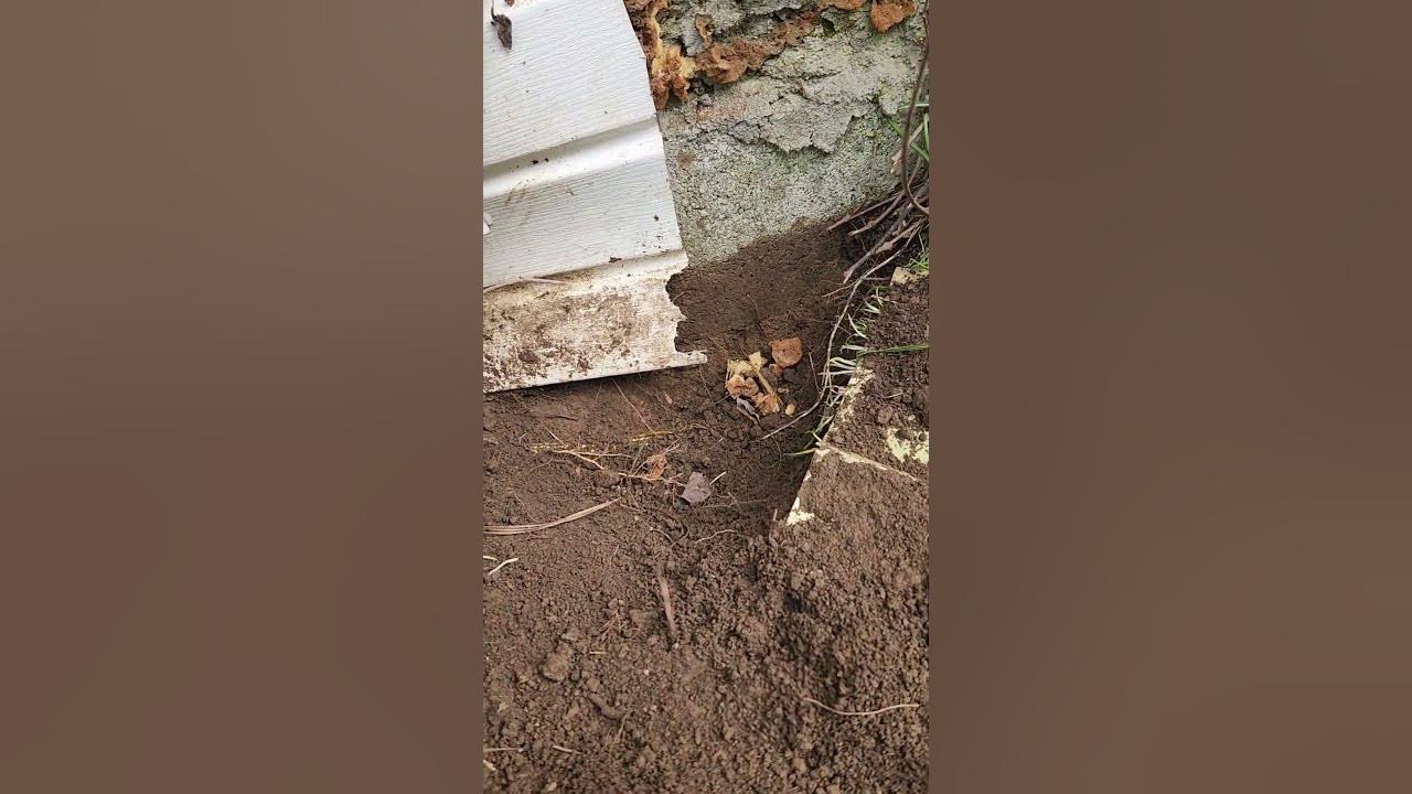 Groundhogs digging under the house again - YouTube