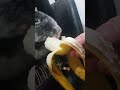 bunny banana😁🐇