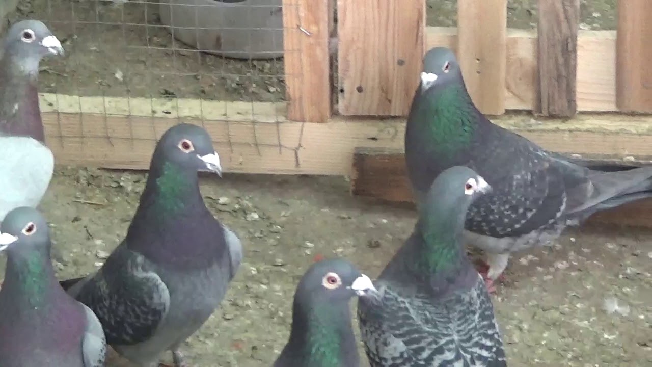 Campion columbofil dl Lupu Marin Breaza Buzau Romania masculi matca fond maraton 10 feb 2021 part 1