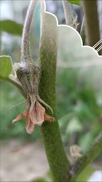 Tahapan dari bunga sampai menjadi bakal buah terong