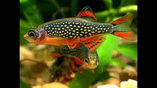 Discus fish sale in Mulund+Mumbai+India