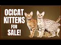 Ocicat Cat for Sale! の動画、YouTube動画。