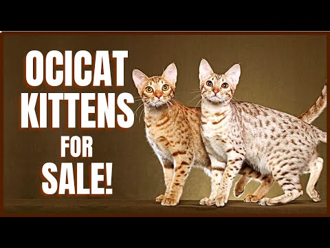 Видео: Ocicat