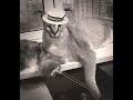 Русский кот Шлепа поет песню Хьюи Лонга| Floppa sings Huey Long song  "Every man a King"