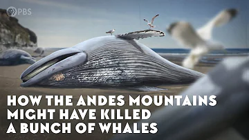 How the Andes Mountains Might Have Killed a Bunch of Whales